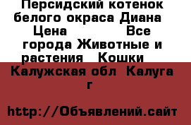 Персидский котенок белого окраса Диана › Цена ­ 40 000 - Все города Животные и растения » Кошки   . Калужская обл.,Калуга г.